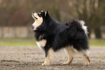 Étalon Chien finnois de Laponie - CH. Aegirsson VALHALLA AEGIR