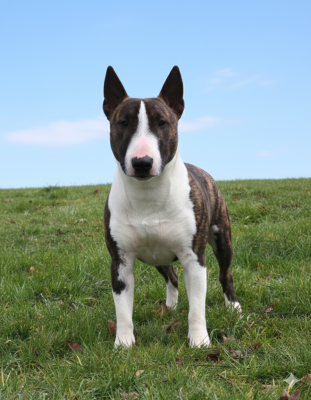 Étalon Bull Terrier Miniature - Vaggus du Paradis Des Mini Bulls