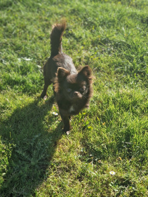 Étalon Chihuahua - Aimy Les Anges De Sidonie