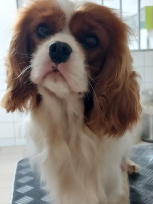 Étalon Cavalier King Charles Spaniel - Velvet Gold des Jardins de Bagatelle