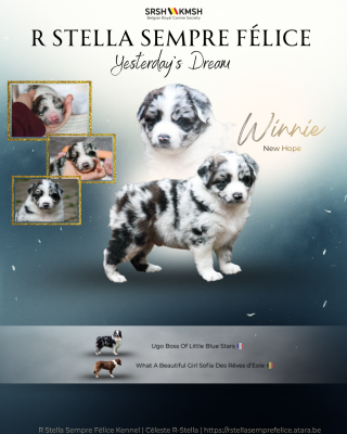 Étalon Berger Australien - R Stella Sempre Félice Yesterday s Dream