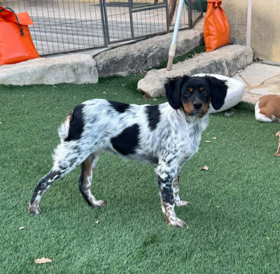 Étalon Epagneul Breton - Arwen Du Vallon D'Iron