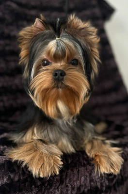 Étalon Yorkshire Terrier - luxury magic Aragon