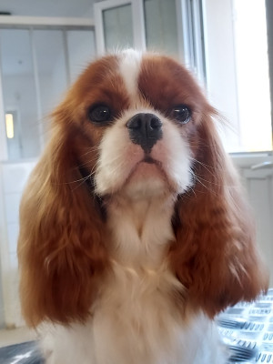 Étalon Cavalier King Charles Spaniel - Valkyrie Hrist des Jardins de Bagatelle