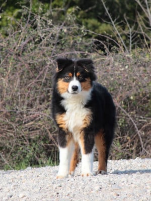 Étalon Berger Australien - Aron De la vallée de quézac
