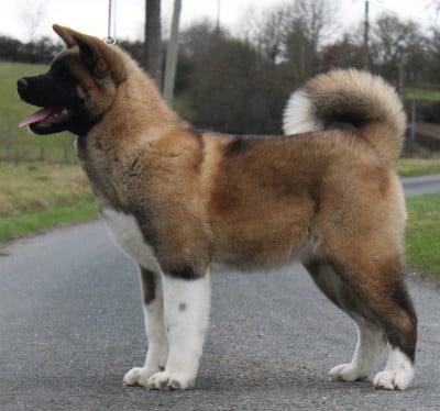 Étalon Akita americain - Amber leaf Of Bear's Park