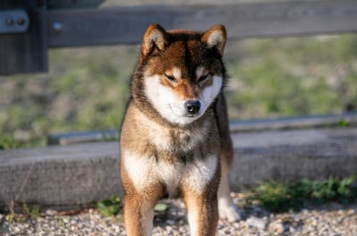 Étalon Shiba - CH. Akikaze du Bois de Compiègne