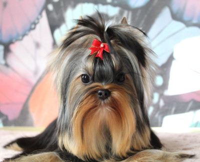 Étalon Yorkshire Terrier - Anna Des Anges de Batignolles