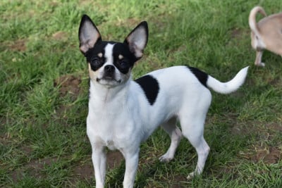 Étalon Chihuahua - Arya de l'elixir d'amour