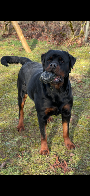 Étalon Rottweiler - T'nalla Vom Hause Hugel