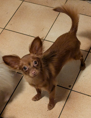 Étalon Russkiy Toy (Petit Chien Russe) - Annouchka-Toupie au Royaume D'ultra