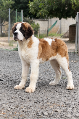 Étalon Chien du Saint-Bernard - ZUMBA de la vega de carmona