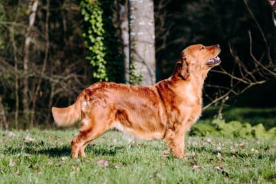 Étalon Golden Retriever - Stella De La Petite Sulka