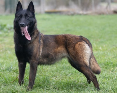 Étalon Berger Belge - Skyfall De L'Odyssée D'Hèra