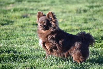 Étalon Chihuahua - Y'zayone My Fair Chi