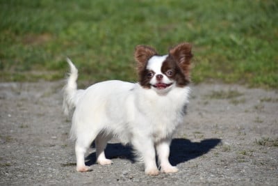 Étalon Chihuahua - Alizee des ptits dragons de cupidon