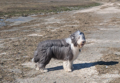 Étalon Bearded Collie - Aristo Du Domaine De Gotham