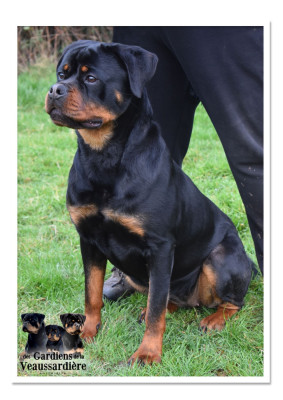 Étalon Rottweiler - Anita Des Gardiens De La Veaussardière