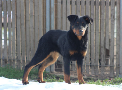 Étalon Berger de Beauce - Adèle de Genevayse