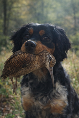 Étalon Epagneul Breton - Savate Du Pairon De Sologne