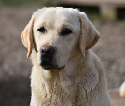 Étalon Labrador Retriever - Altesse Du Moulin Sault
