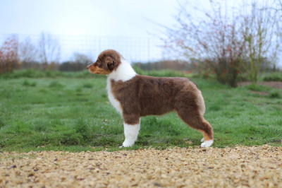 Étalon Berger Australien - Au jour qui se rêve Of Truest Desire