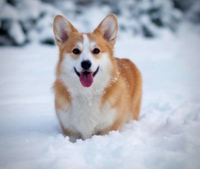 Étalon Welsh Corgi Pembroke - solar fantasy OKEAN