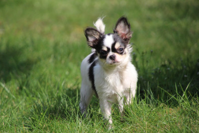 Étalon Chihuahua - ASTRAË LYANDRA des Terres de la Faisanderie