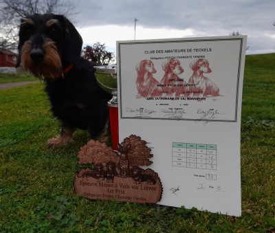 Étalon Teckel poil dur - Uzel Du Domaine De Val'bonnieure
