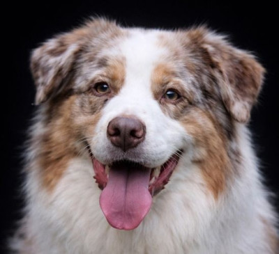 Étalon Berger Australien - Touchdown brown tucker du Chemin de la Lune aux Reves