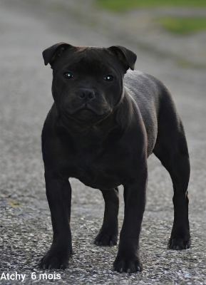 Étalon Staffordshire Bull Terrier - Multi Generation Absolute dream