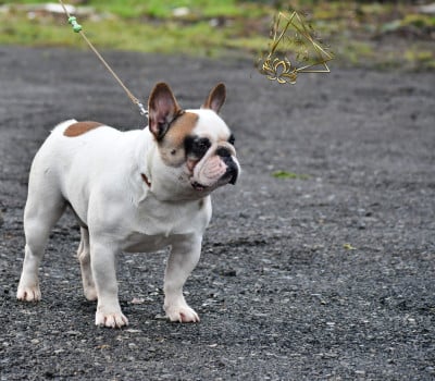 Voltarus le magnifique des Feuilleuses