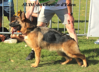 Étalon Berger Allemand - Audi Du Chemin D'Eden