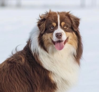 Étalon Berger Américain Miniature - All the stars in the sky of american madness