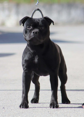 Étalon Staffordshire Bull Terrier - JCh. Vicious circle King Of Caribs