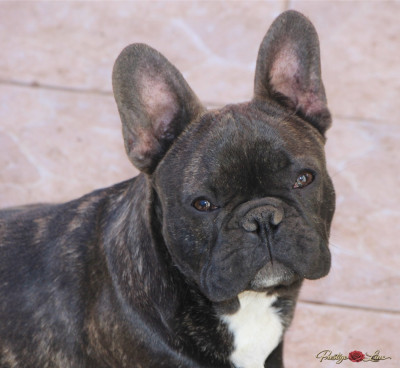 Étalon Bouledogue français - Prestige Line A underground king hades