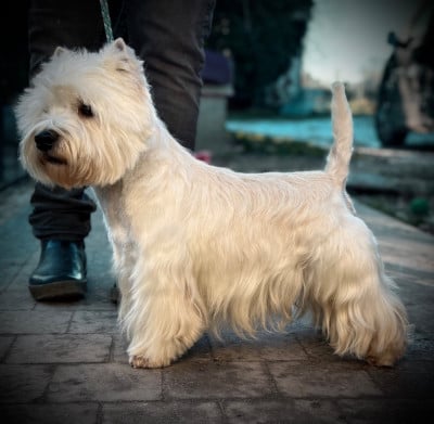 Étalon West Highland White Terrier - CH. My name is freddy just like my dat dit ulko darlingwest