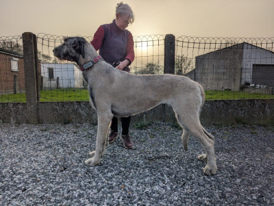 Étalon Levrier Irlandais - Val'Anyr Jinx Windrunner Des Terres De Norfendre