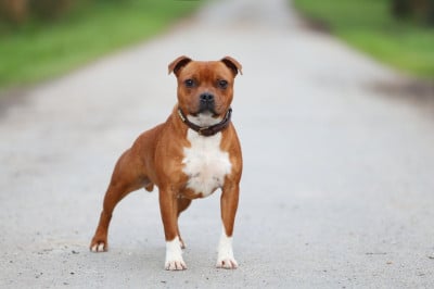 Étalon Staffordshire Bull Terrier - ADDICTED TO YOU De Rockstar Dog