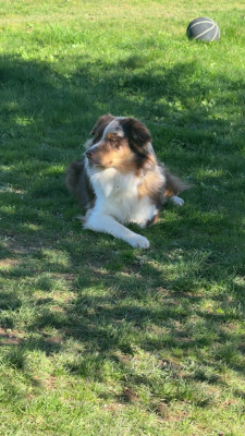 Étalon Berger Australien - Arés du domaine de country