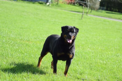 Étalon Rottweiler - Uta Of Passion Amstaff 
