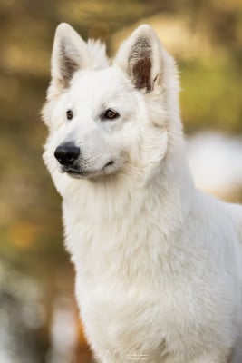 Étalon Berger Blanc Suisse - Apash Des Blancs De La Pierre Lune