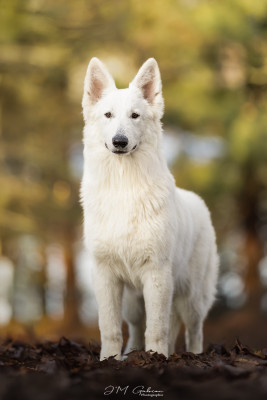 Étalon Berger Blanc Suisse - Alba Des Blancs De La Pierre Lune