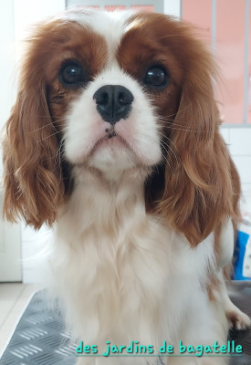 Étalon Cavalier King Charles Spaniel - Velvet Gold des Jardins de Bagatelle
