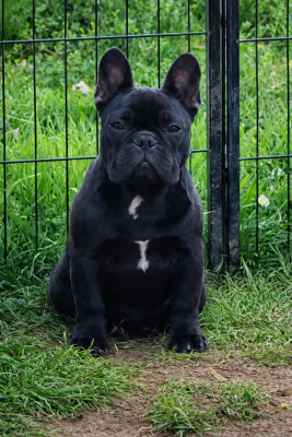 Étalon Bouledogue français - Prestige Line A goddess sacred fire hestia