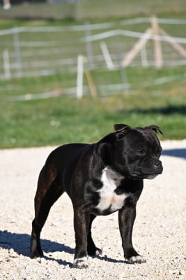 Étalon Staffordshire Bull Terrier - Monkey D'SBT Urumi