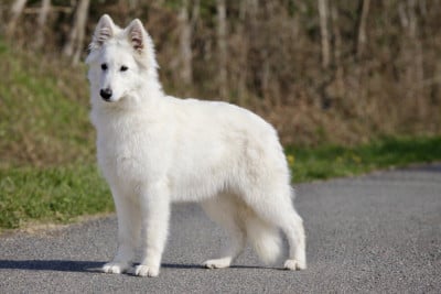 Étalon Berger Blanc Suisse - Arizona Ice Queen Legends of Marwarita