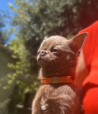 Vla The Tzar Du Palais Des Matriochkas