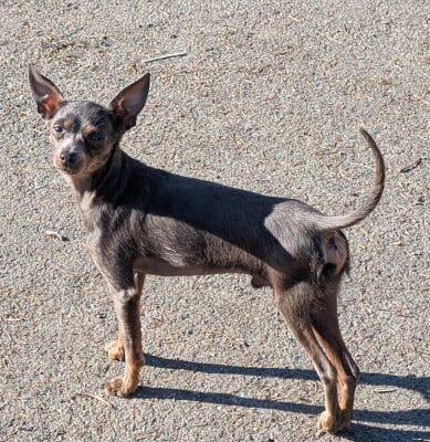 Étalon Russkiy Toy (Petit Chien Russe) - Youri Be Bidule