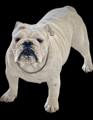 Étalon Bulldog Anglais - Diams Black Armonie